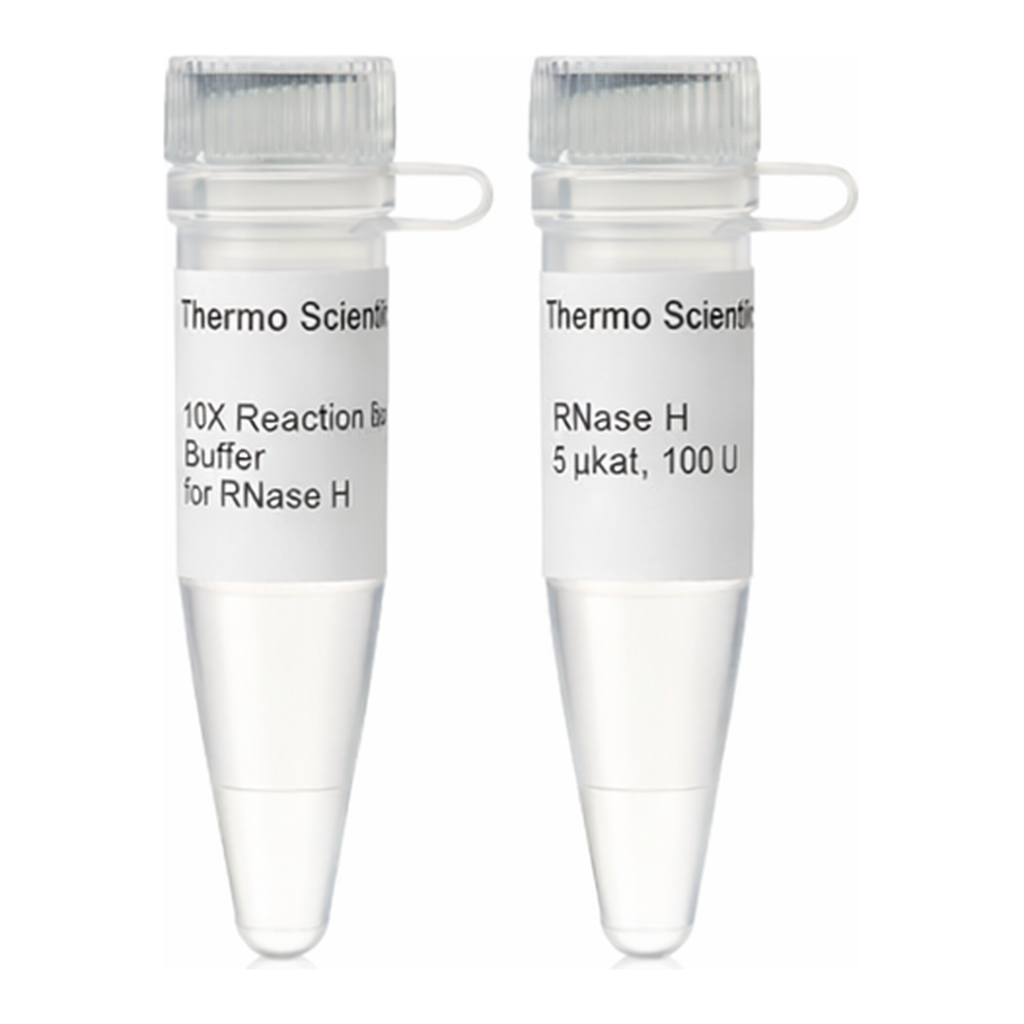 Thermo Fisher Scientific RNase H (5 U/μL), 100 units