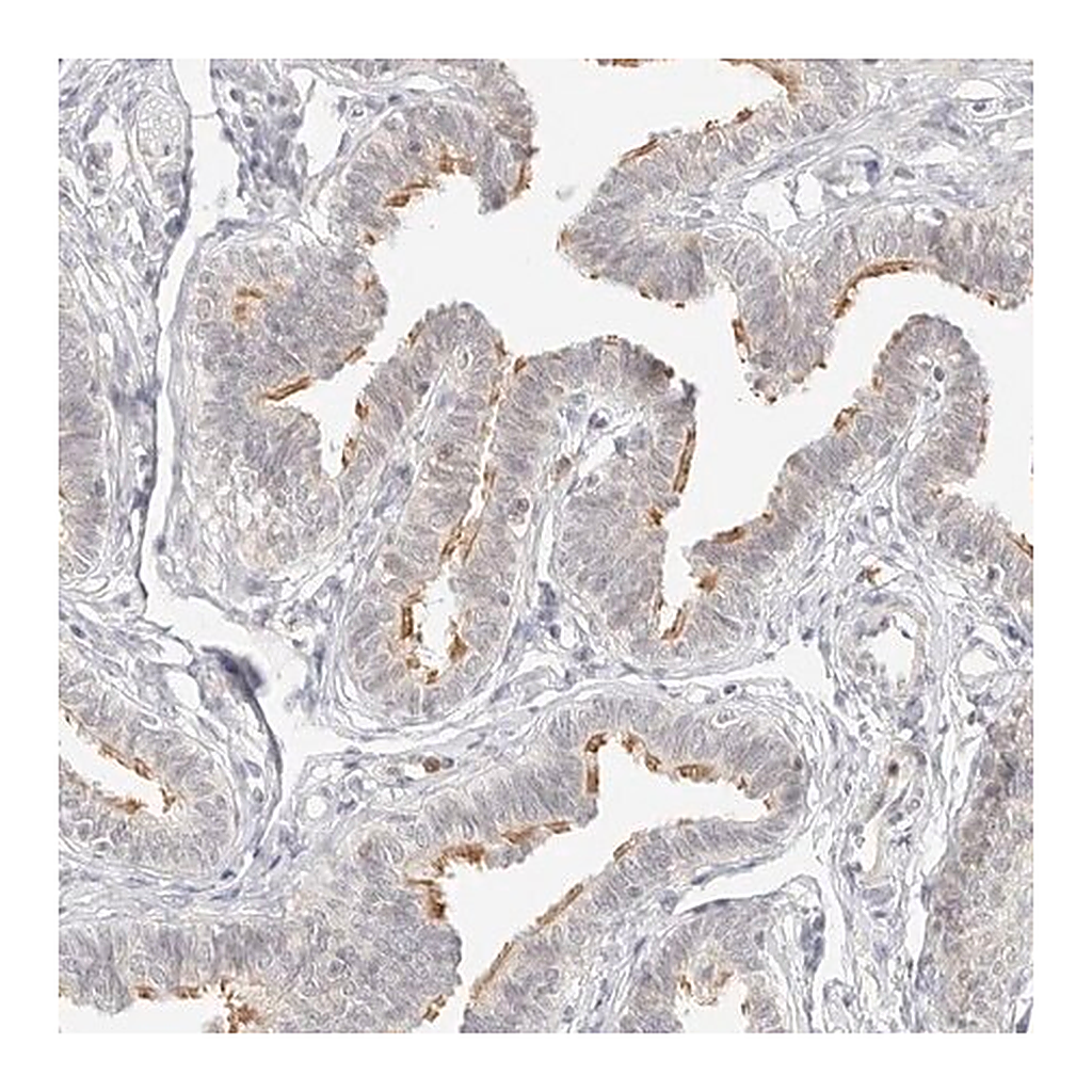 Merck Anti-GNAS antibody produced in rabbit
