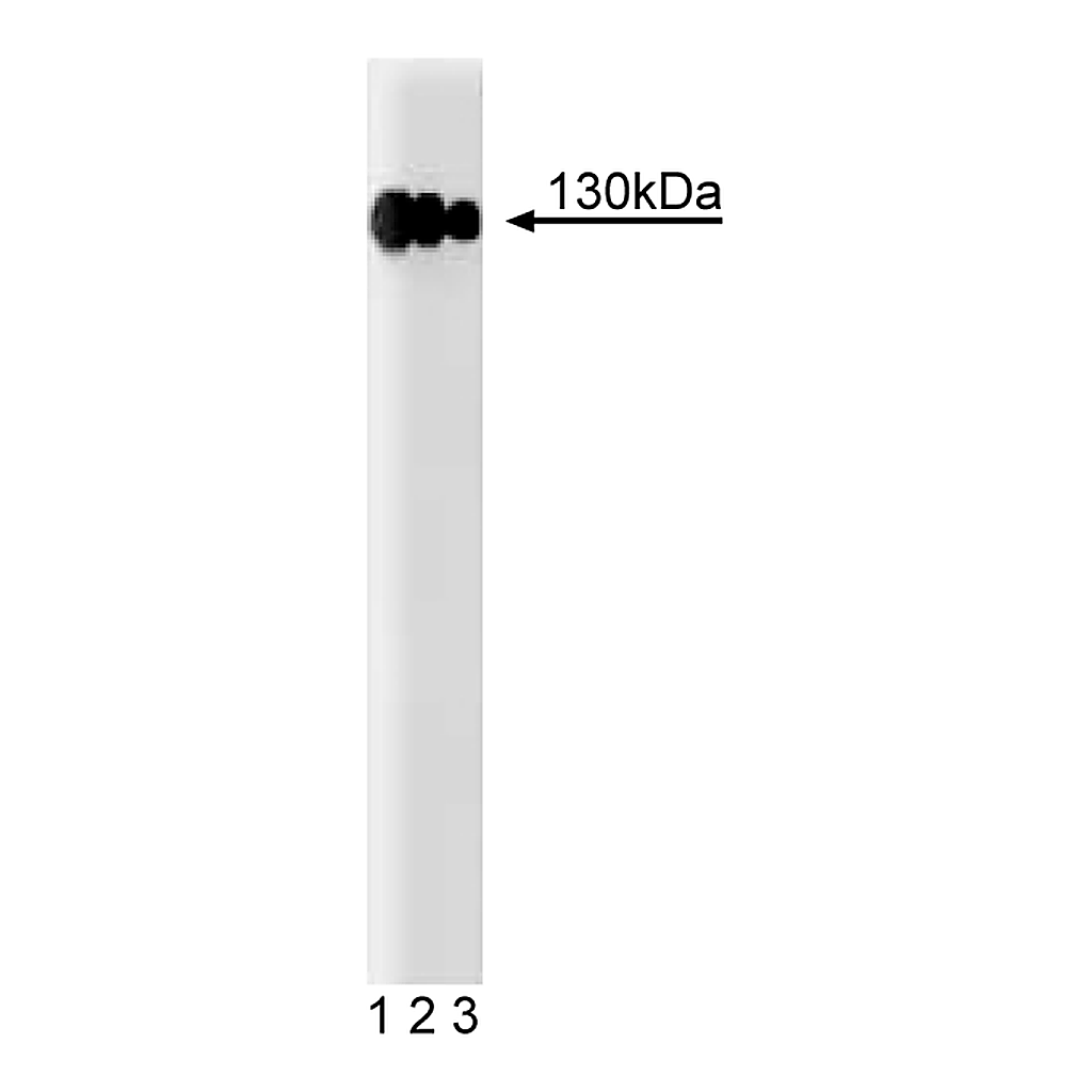 BD Purified Mouse Anti-CD29