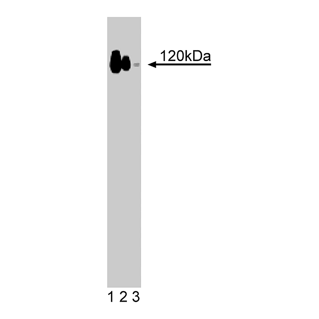 BD Purified Mouse Anti-p120 Catenin