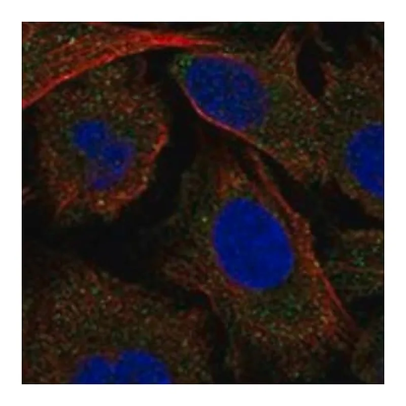 Merck Anti-MAP4K5 antibody produced in rabbit
