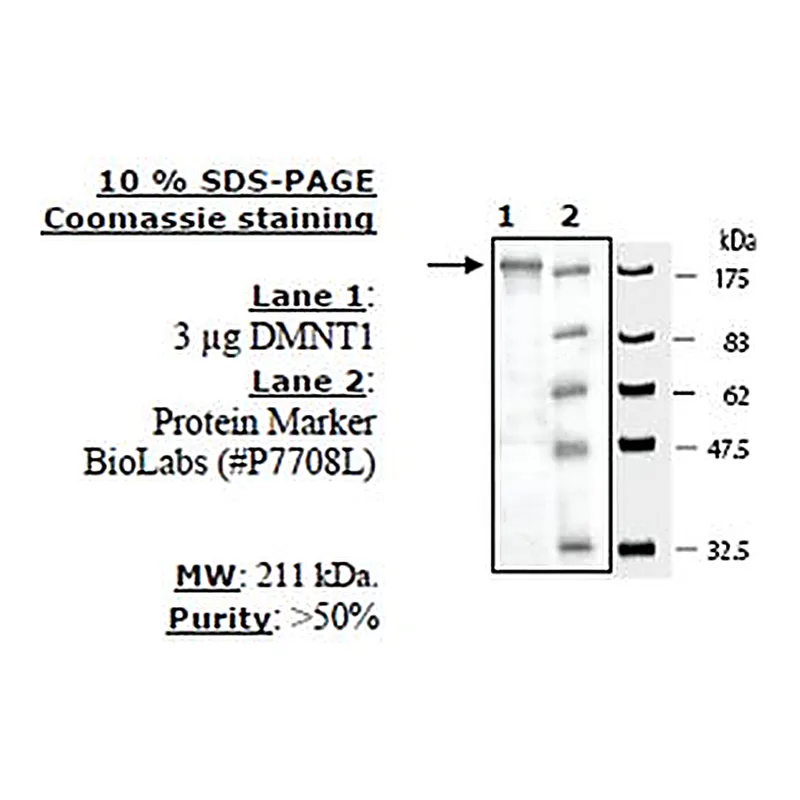 Merck DNMT1 ACTIVE HUMAN