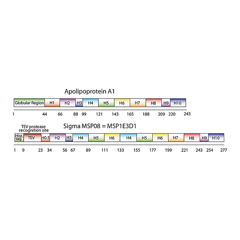 Merck Membrane Scaffold Protein 1E3D1