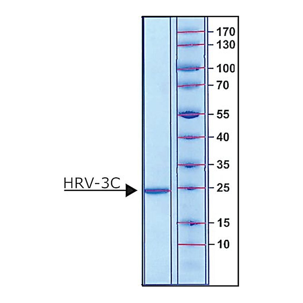 Merck HRV-3C PROTEASE