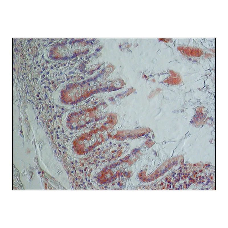Merck Anti-NOX1 antibody produced in rabbit