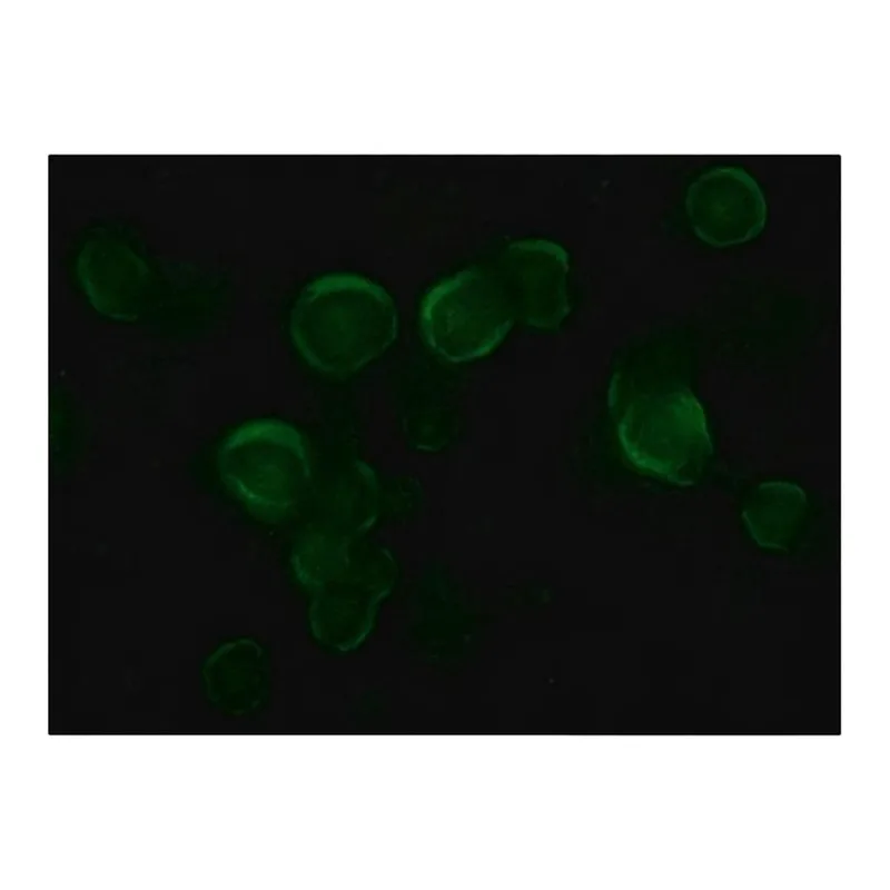 Merck ANTI-VSV-G, ANTIBODY PRODUCED IN RABBIT
