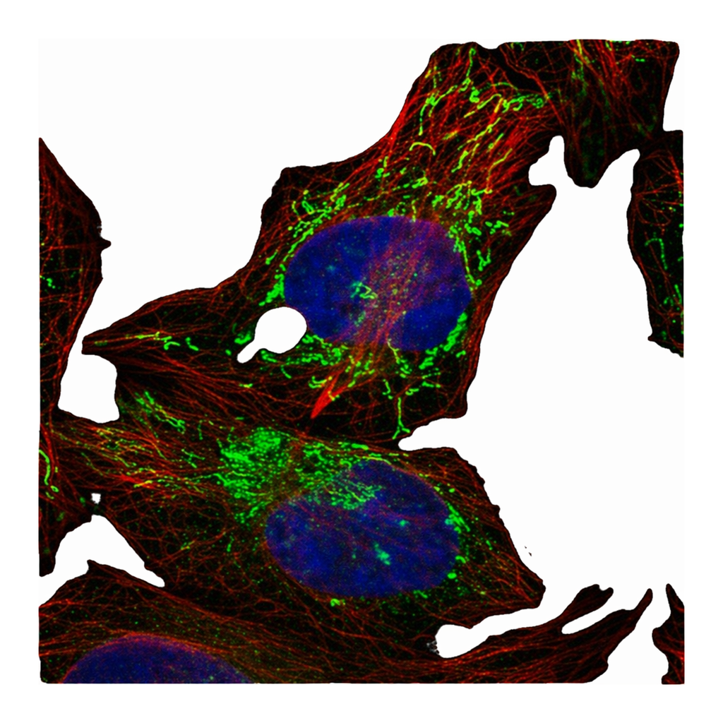Merck Anti-PPM1K antibody produced in rabbit