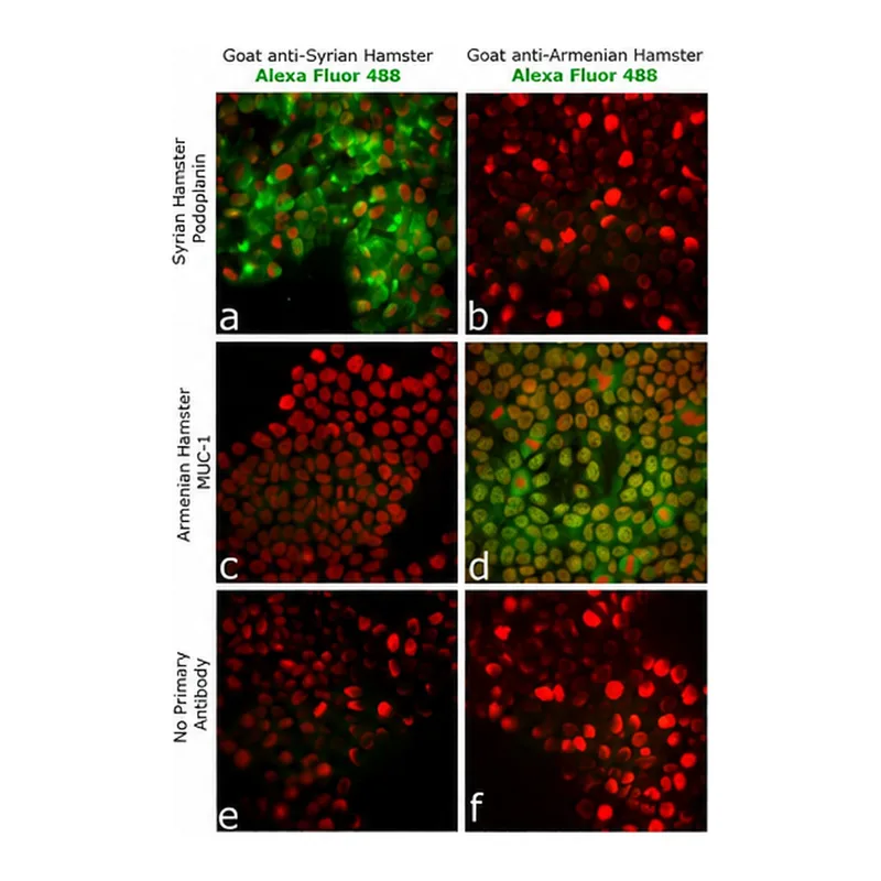 Thermo Fisher Scientific Goat anti-Syrian Hamster IgG (H+L) Highly Cross-Adsorbed Secondary Antibody, Alexa Fluor 488