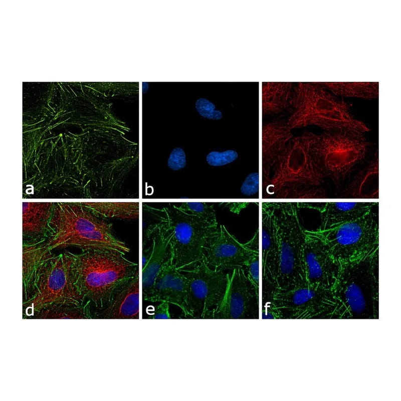 Thermo Fisher Scientific Rabbit anti-Rat IgG (H+L) Cross-Adsorbed Secondary Antibody, Alexa Fluor 594