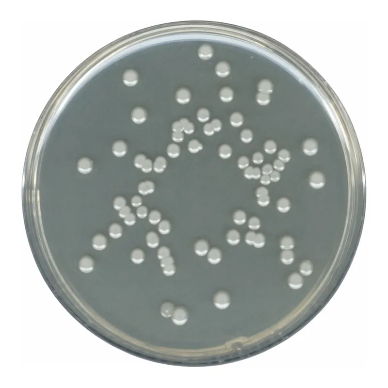Merck Plate Count Agar according to Buchbinde&