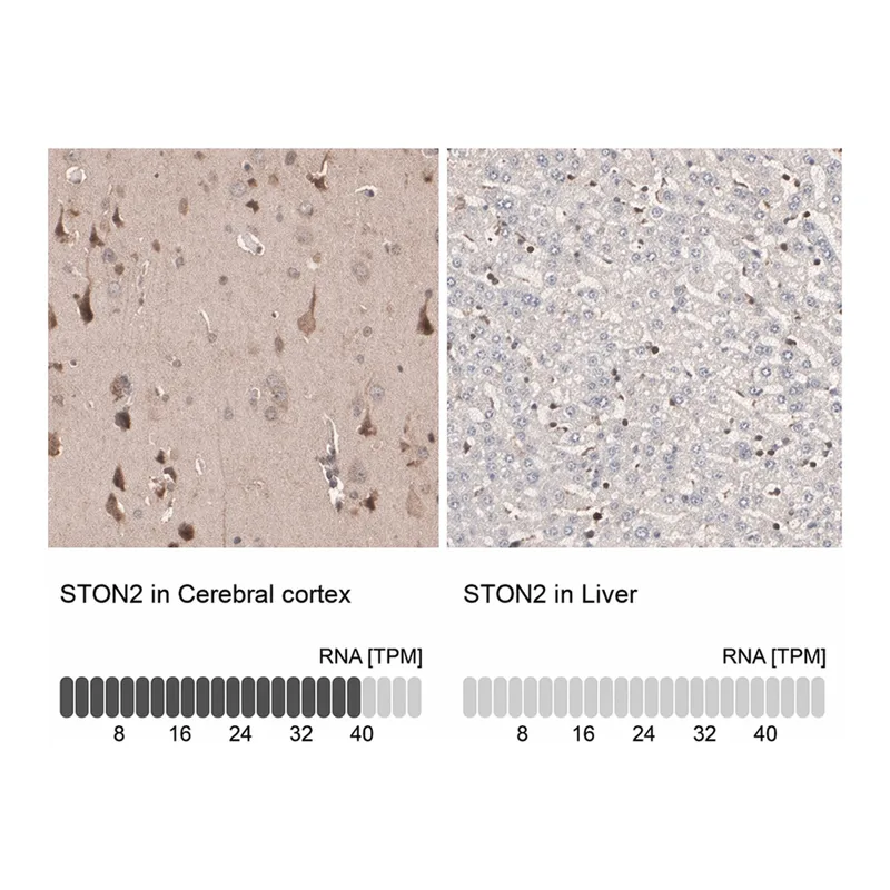 Merck Anti-STON2 antibody produced in rabbit