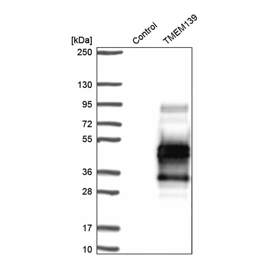 Merck Anti-TMEM139 antibody produced in rabbit