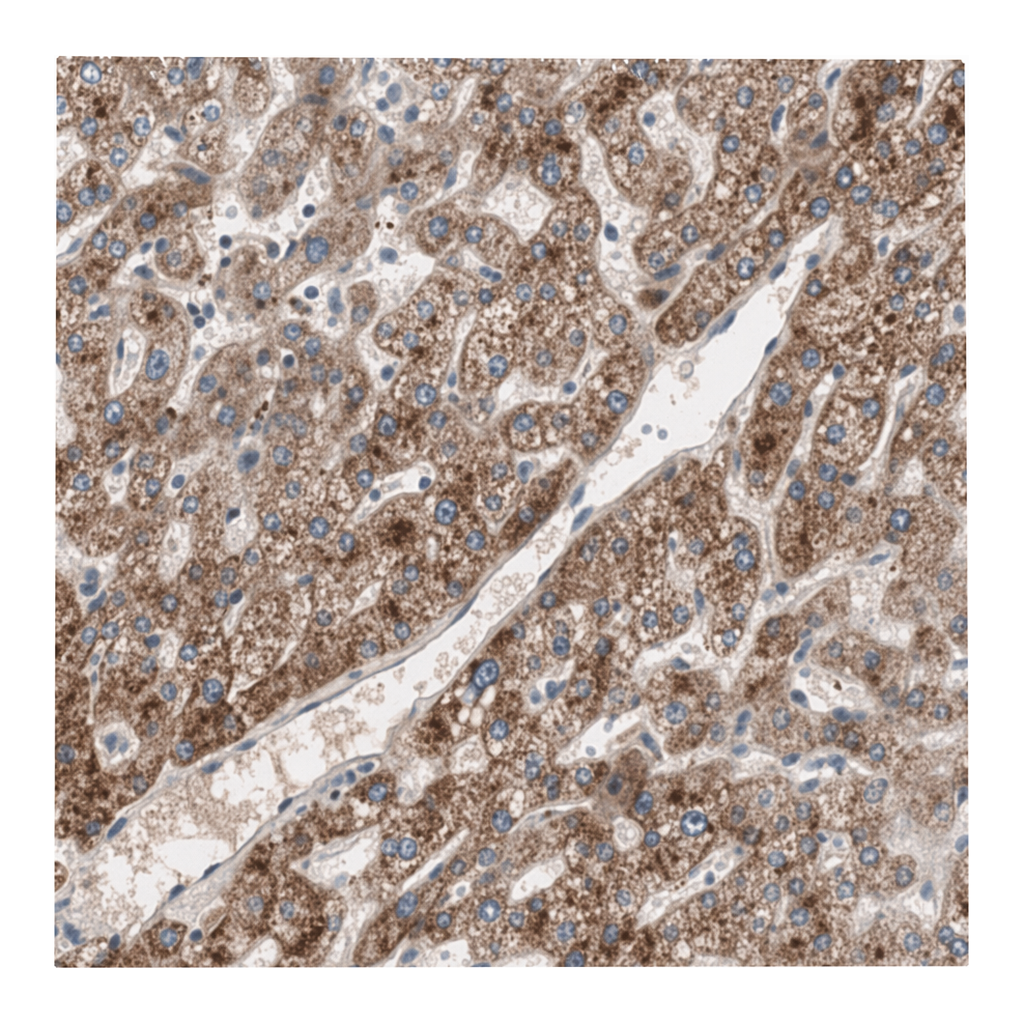 Merck Anti-HPN antibody produced in rabbit