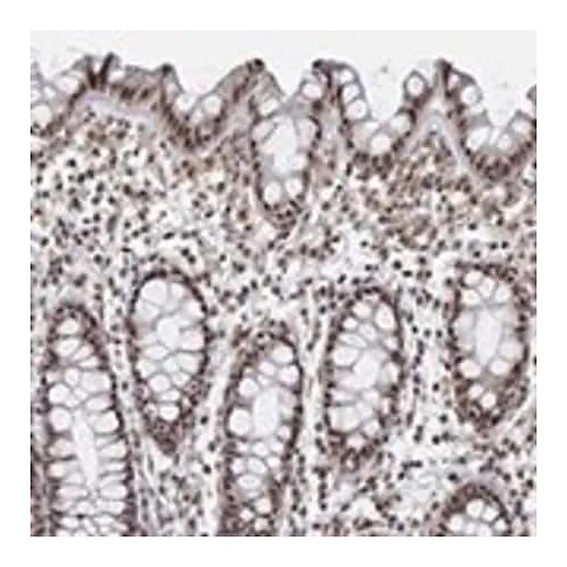 Merck Anti-PWWP2B antibody produced in rabbit