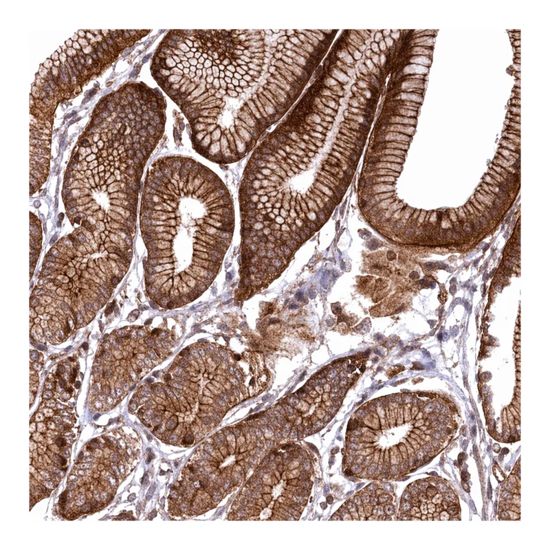 Merck Anti-SVIP antibody produced in rabbit