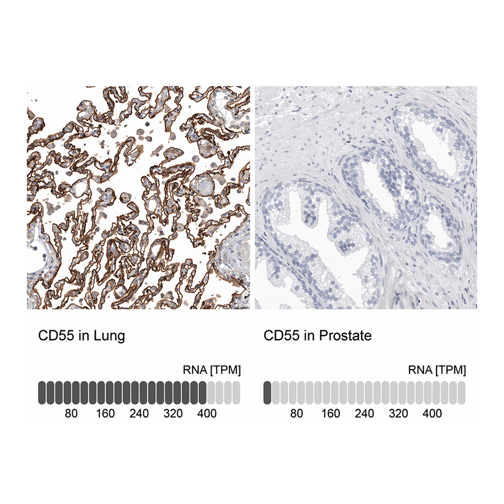 Merck Anti-CD55 antibody produced in rabbit