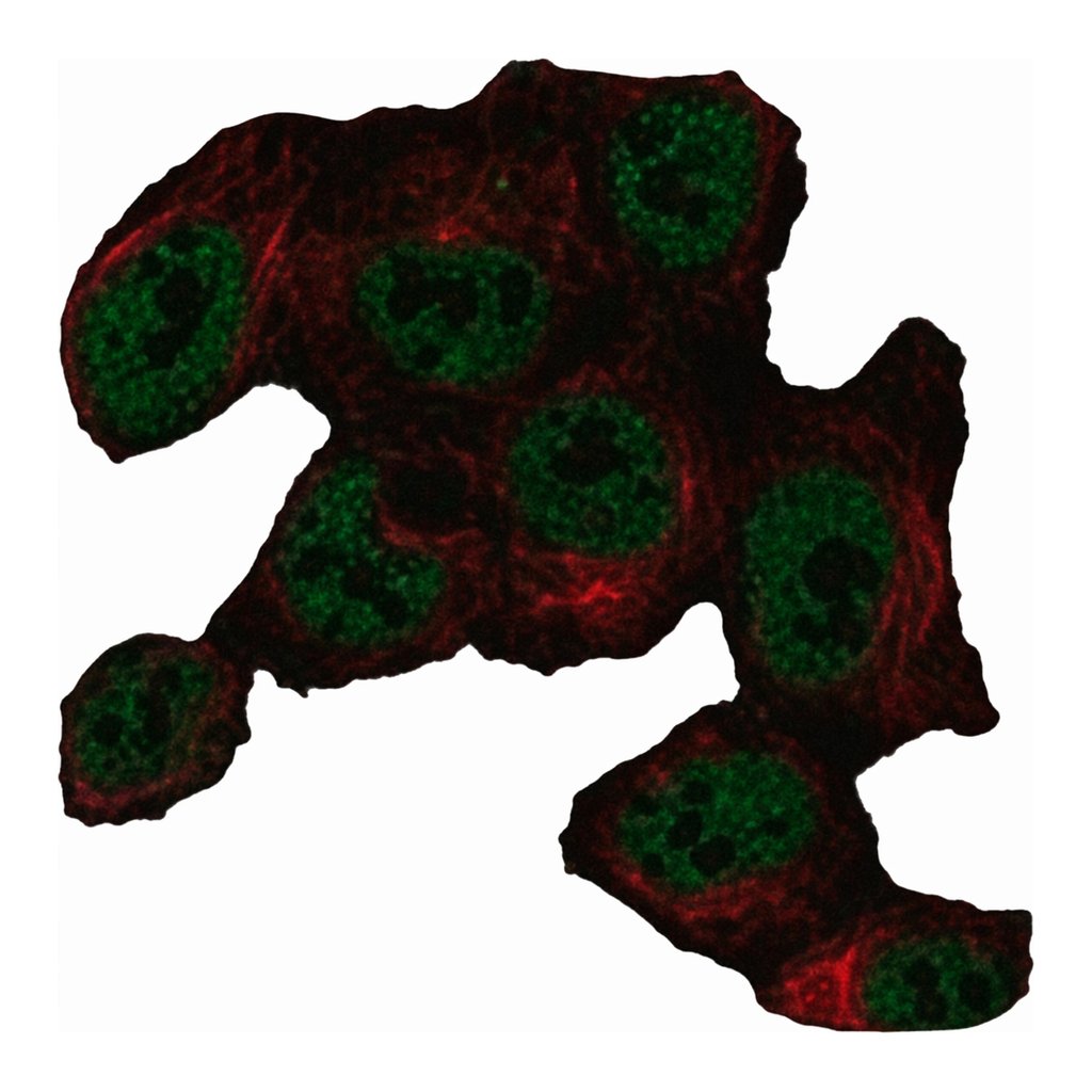 Merck Anti-LRRTM3 antibody produced in rabbit
