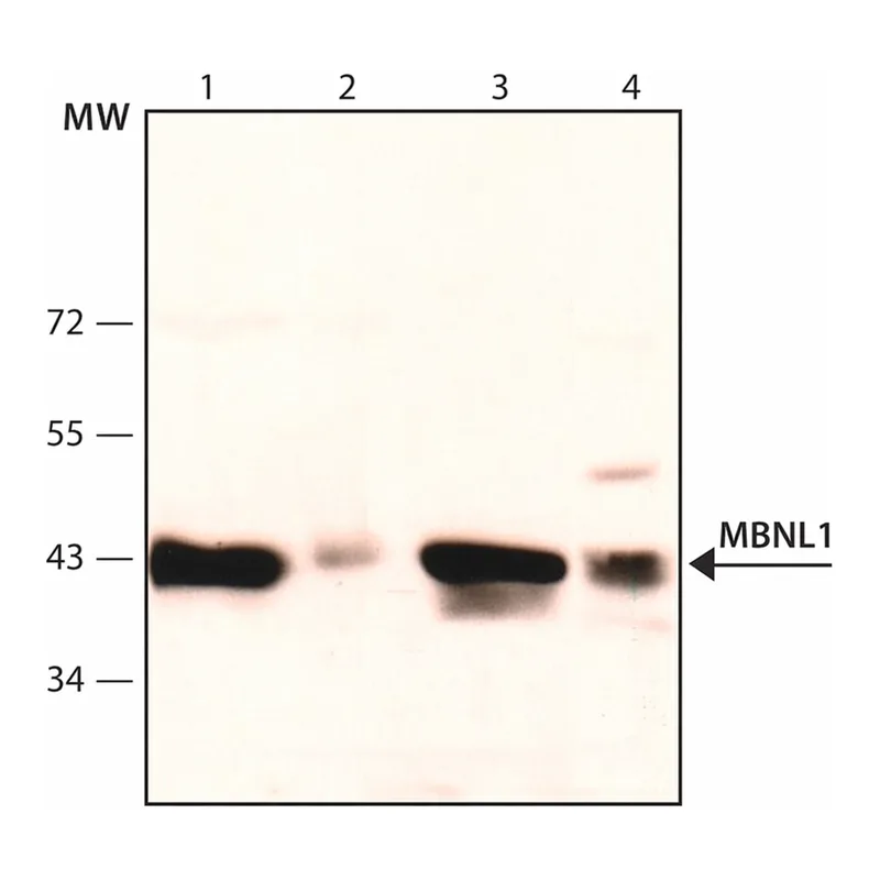 Merck Monoclonal Anti-MBNL1 antibody produced in mouse