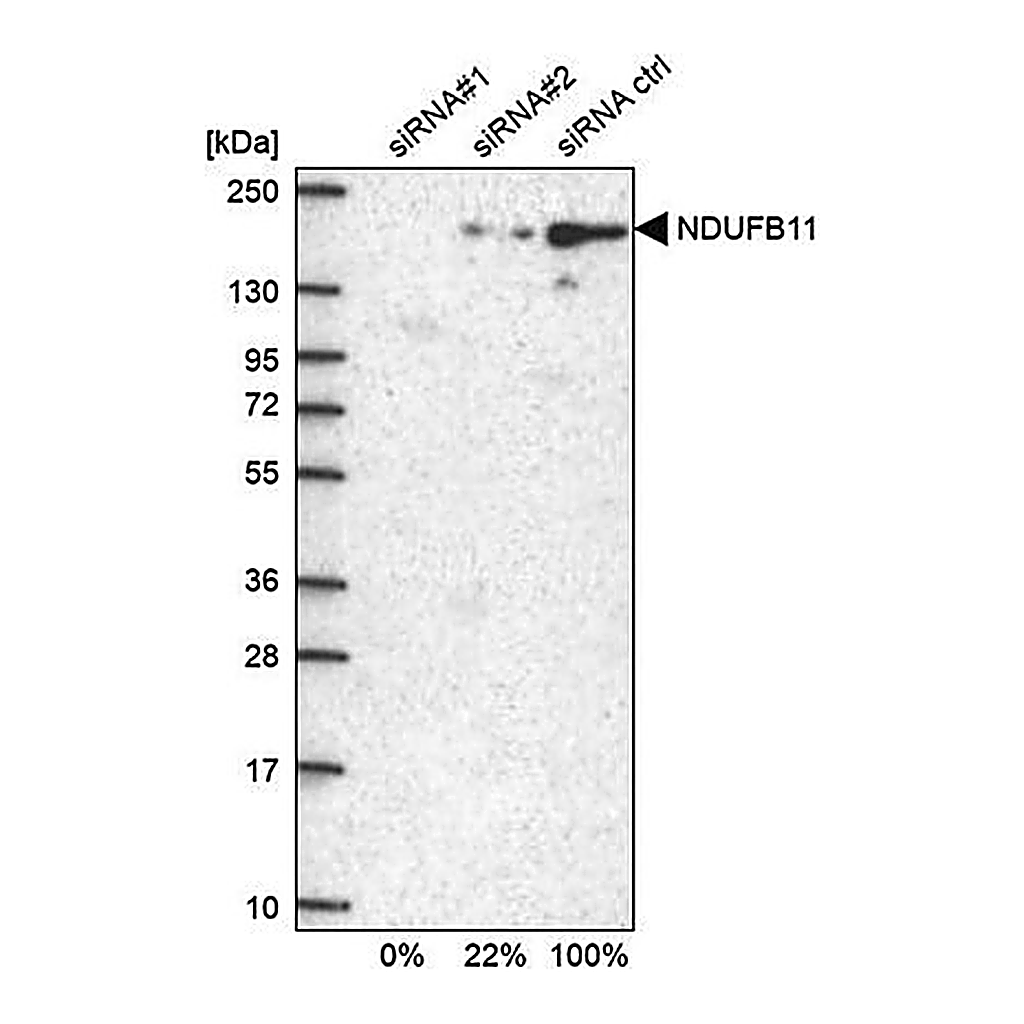 Merck Anti-NDUFB11 antibody produced in rabbit