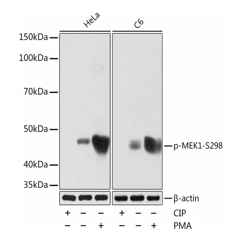 Merck Anti-Phospho-MEK1-S298 antibody produced in rabbit