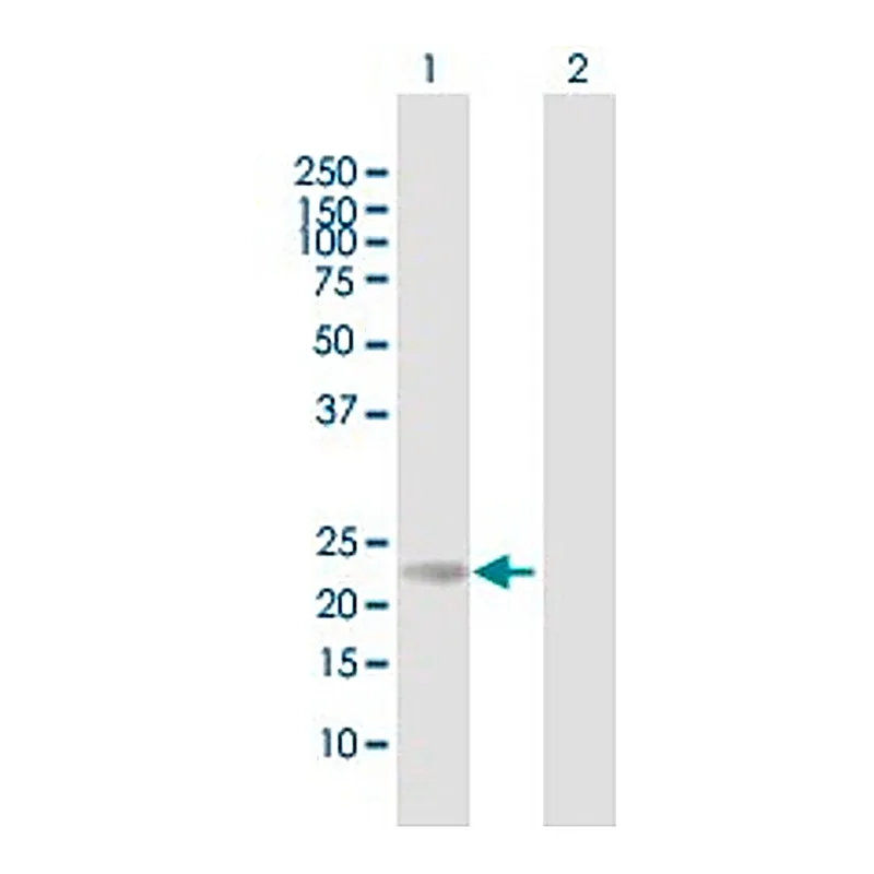 Merck Anti-RS1 antibody produced in mouse