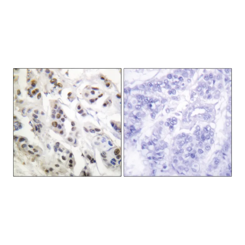 Merck Anti-Lamin A antibody produced in rabbit