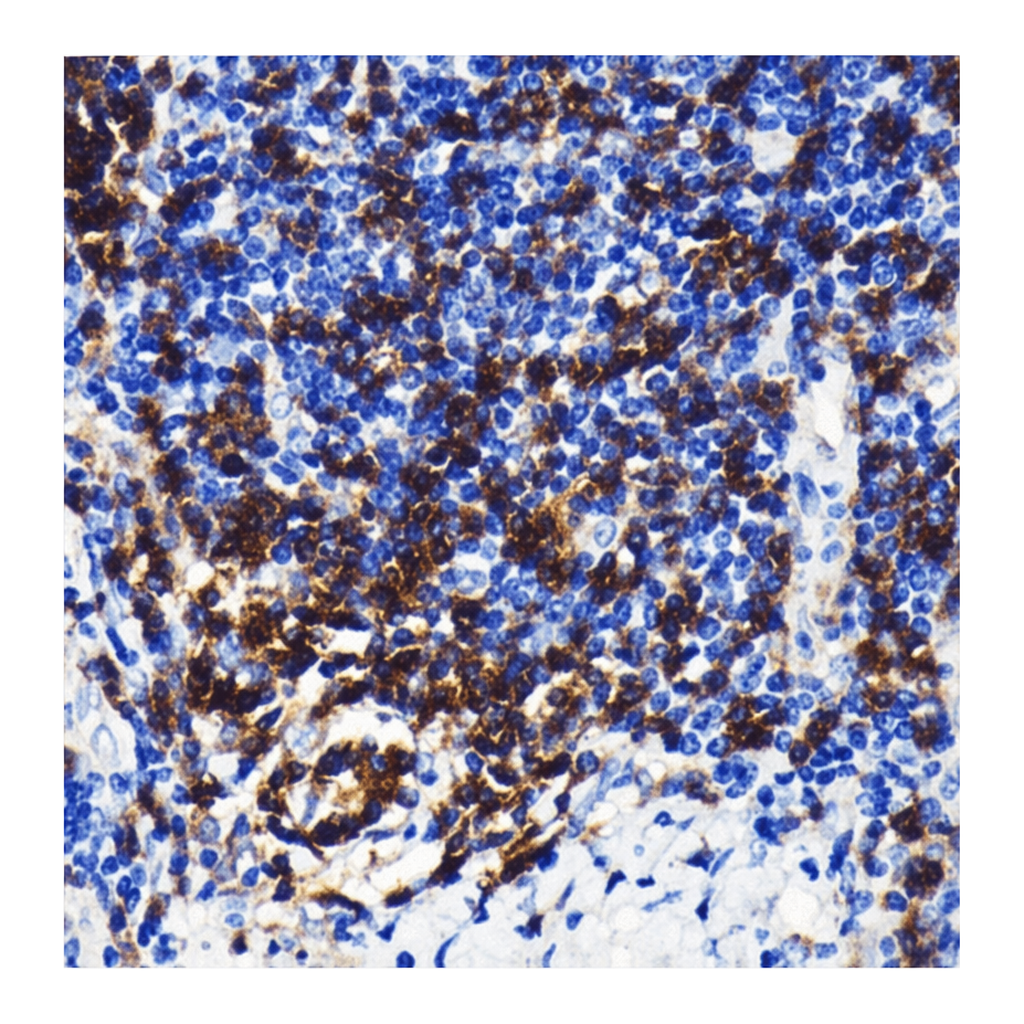 Merck Anti-CD4 antibody produced in rabbit