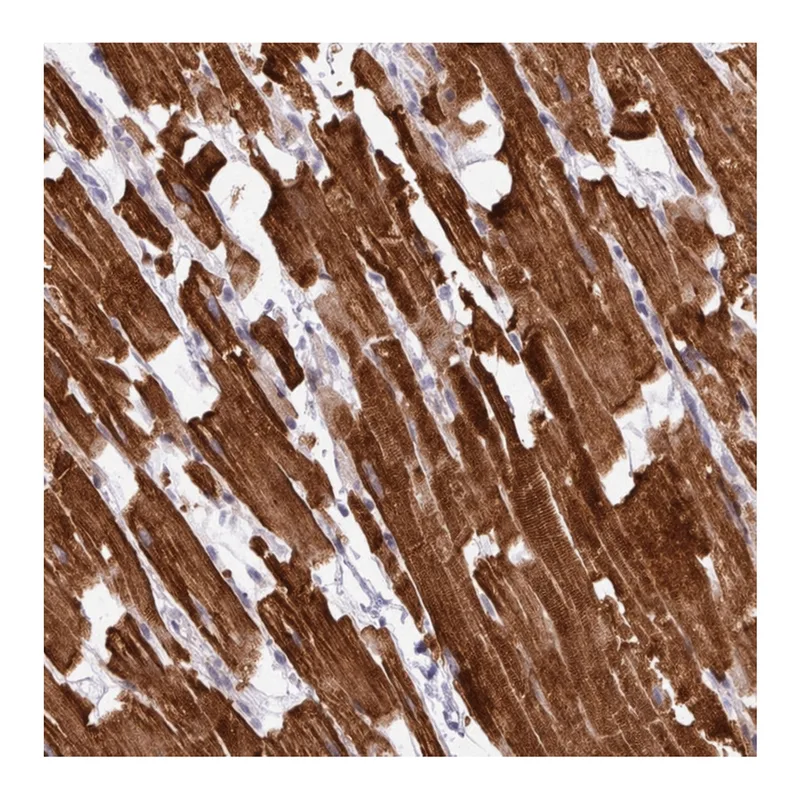 Merck Anti-HBEGF antibody produced in rabbit