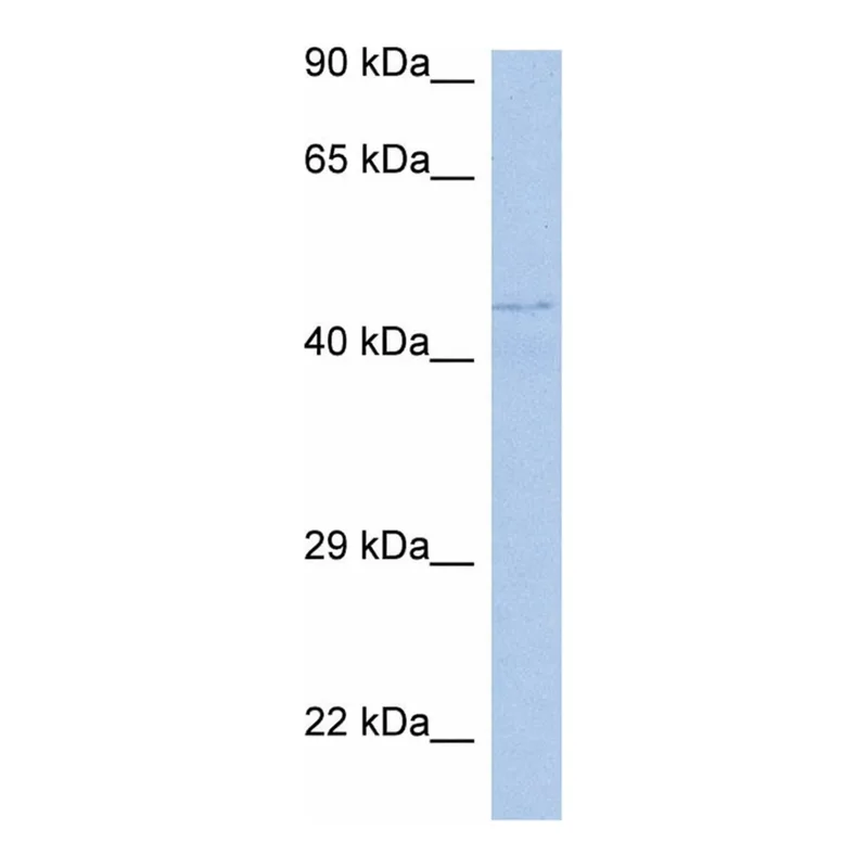 Merck Anti-PAOX antibody produced in rabbit