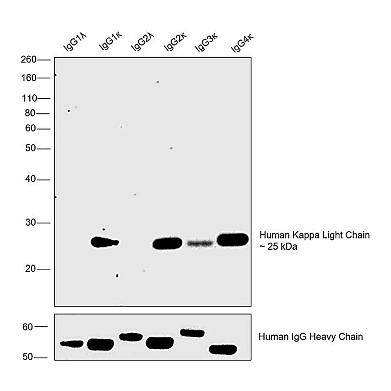 Thermo Fisher Scientific Mouse anti-Human Kappa Light Chain Secondary Antibody
