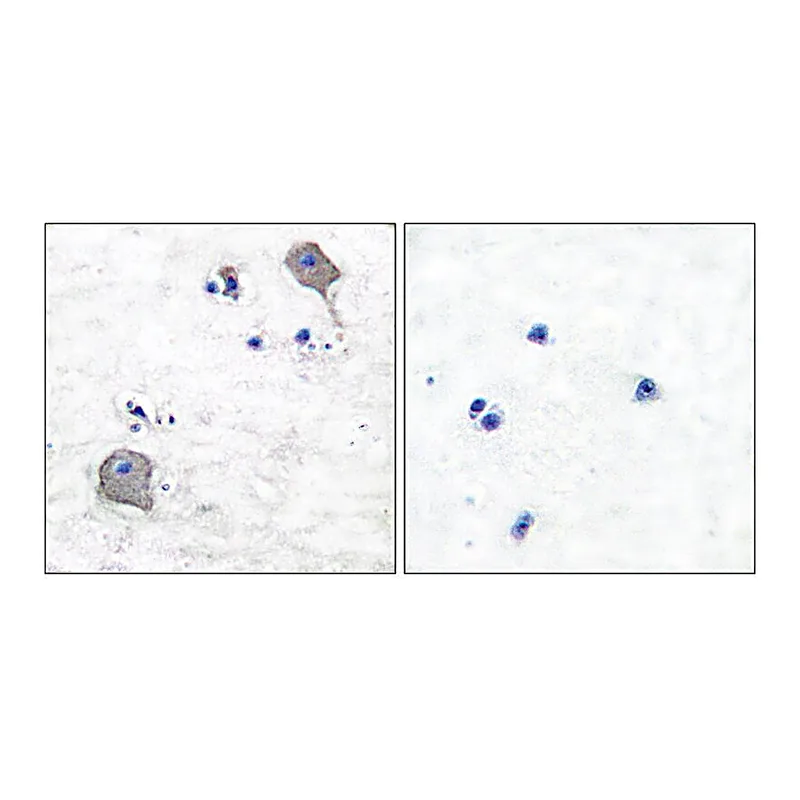 Merck Anti-Claudin 5, C-Terminal antibody produced in rabbit