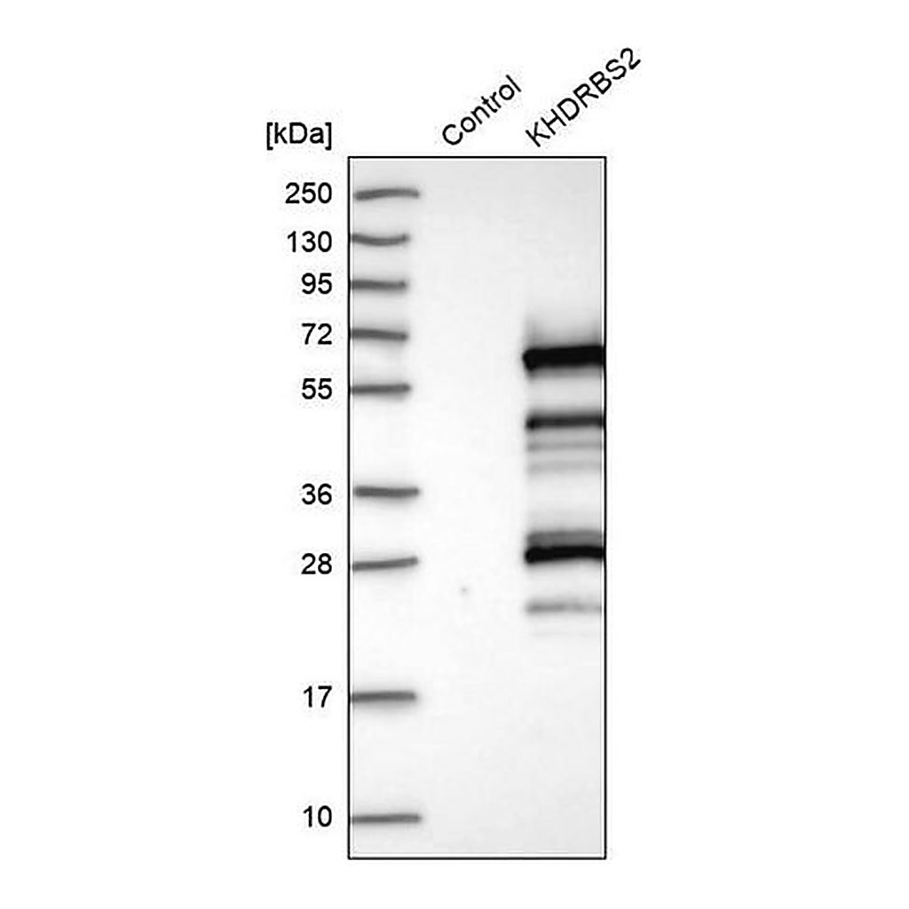 Merck Anti-KHDRBS2 antibody produced in rabbit