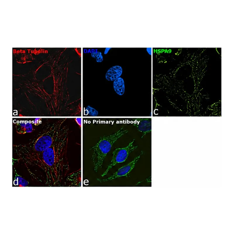 Thermo Fisher Scientific Rabbit anti-Mouse IgG Recombinant Secondary Antibody, Alexa Fluor Plus 647