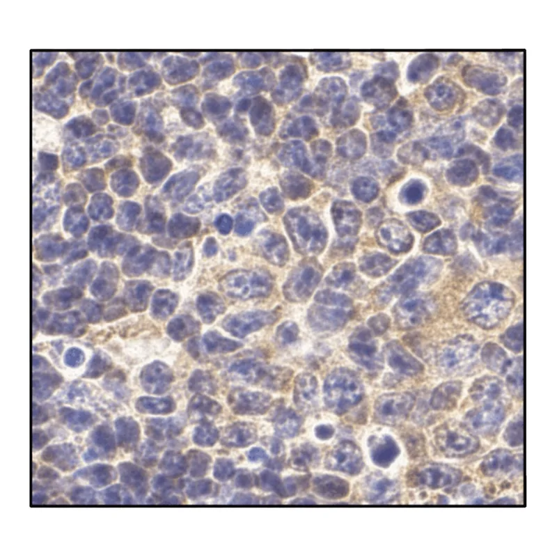Merck Anti-TLR1 (ab1) antibody produced in rabbit