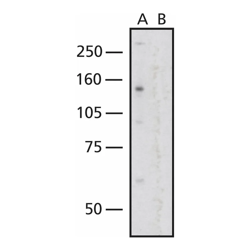 Merck Anti-Nuclear Pore Complex Proteins antibody, Mouse monoclonal