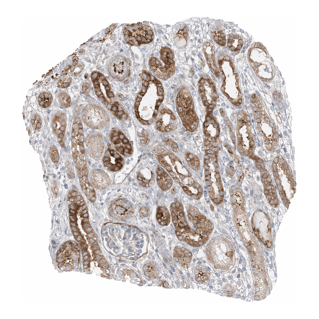Merck Anti-DCDC2 antibody produced in rabbit