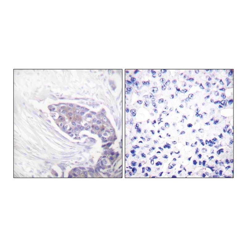 Merck Anti-TRXR2 antibody produced in rabbit