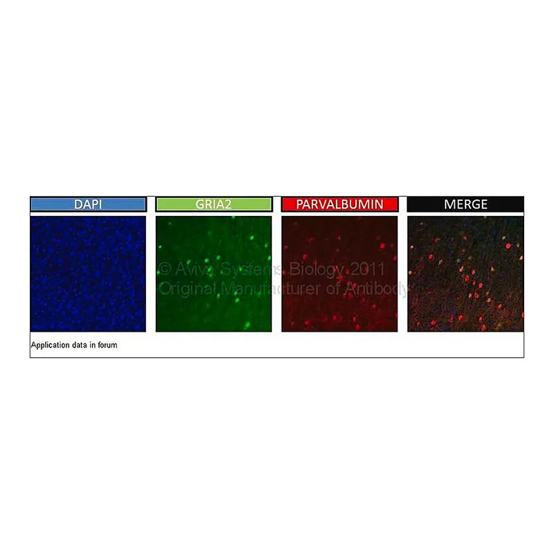Merck Anti-GRIA2 (AB1) antibody produced in rabbit
