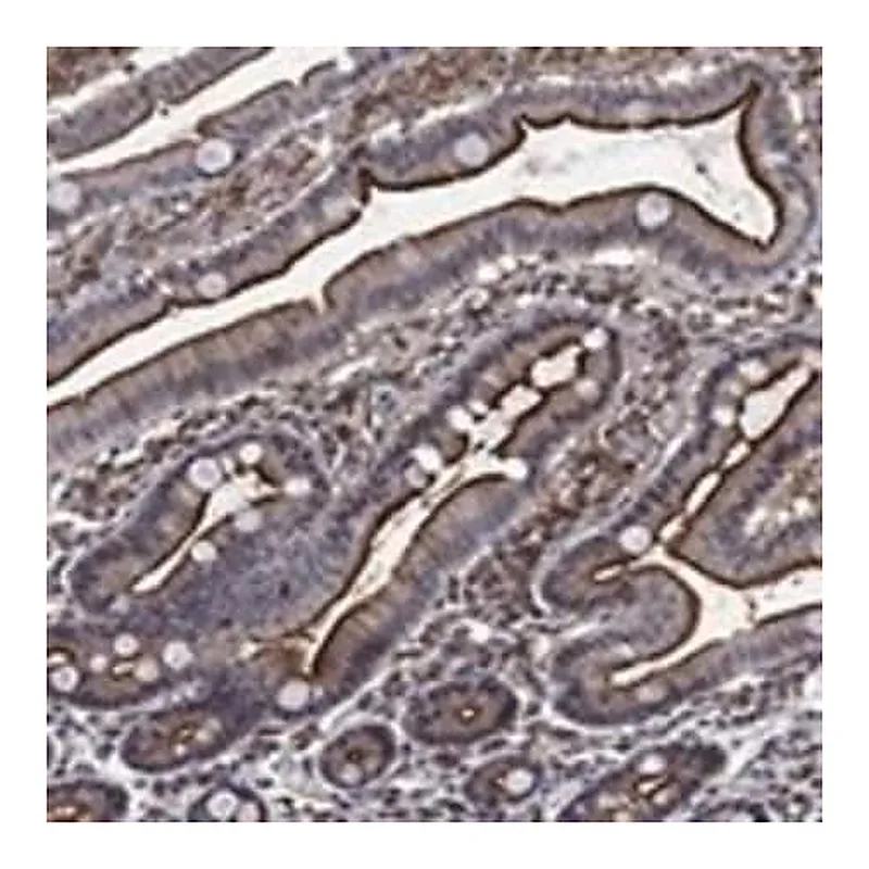 Merck Anti-DPP4 antibody produced in rabbit