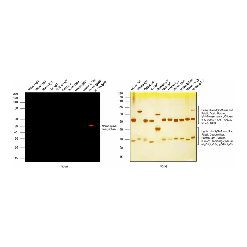 Thermo Fisher Scientific Goat anti-Mouse IgG2b Cross-Adsorbed Secondary Antibody, Alexa Fluor 546