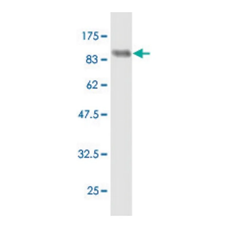 Merck Monoclonal Anti-FAF1 antibody produced in mouse