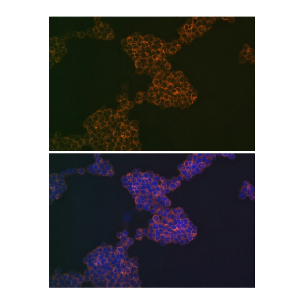 Merck Anti-CD3G antibody produced in rabbit