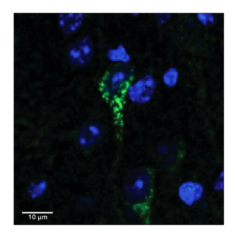 Merck Anti-CRHR1/CRF-R (AA 107-117) antibody produced in goat