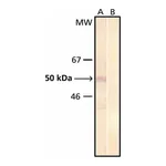 Merck MONOCLONAL ANTI-PHOSPHOSERINE, CLONE PS&