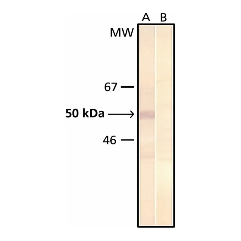 Merck MONOCLONAL ANTI-PHOSPHOSERINE, CLONE PS&