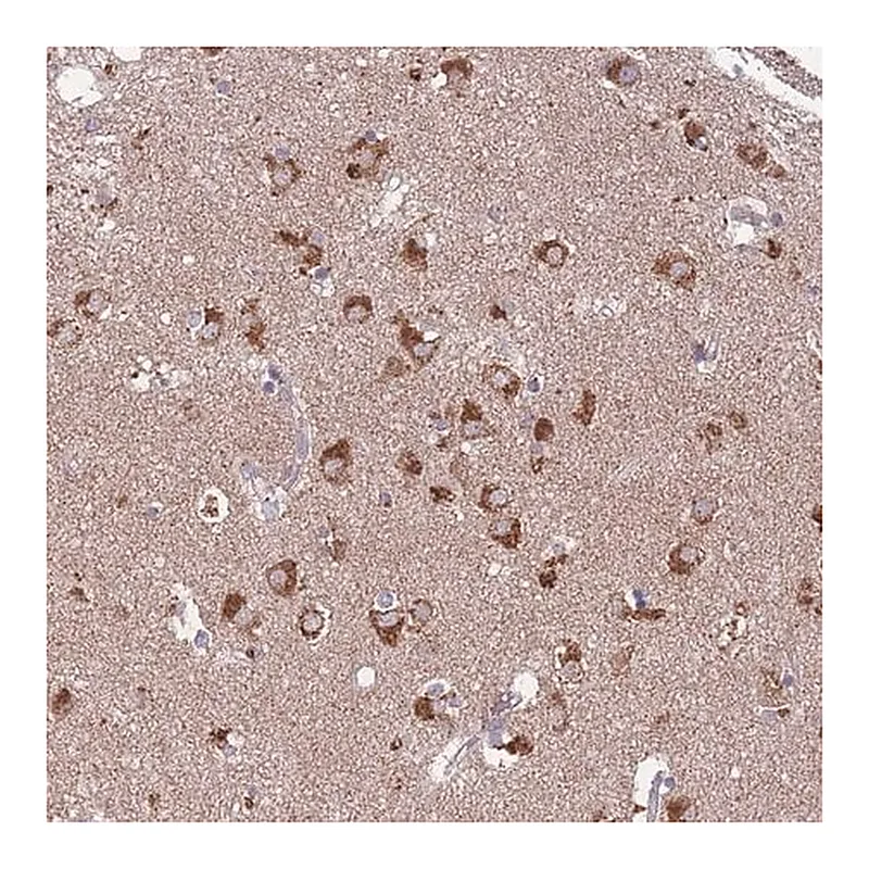 Merck Anti-STIM2 antibody produced in rabbit