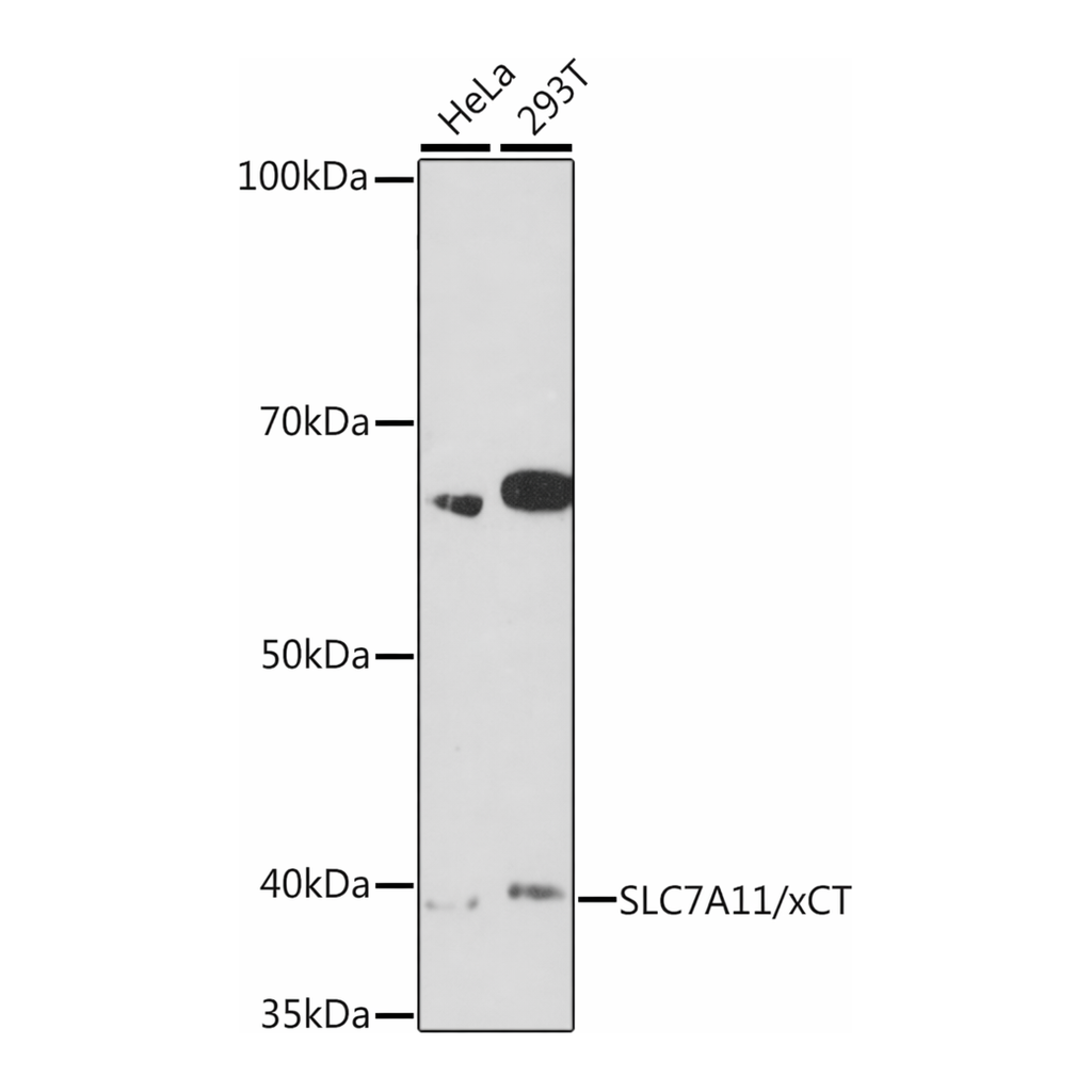 Merck Anti-SLC7A11/xCT antibody produced in rabbit