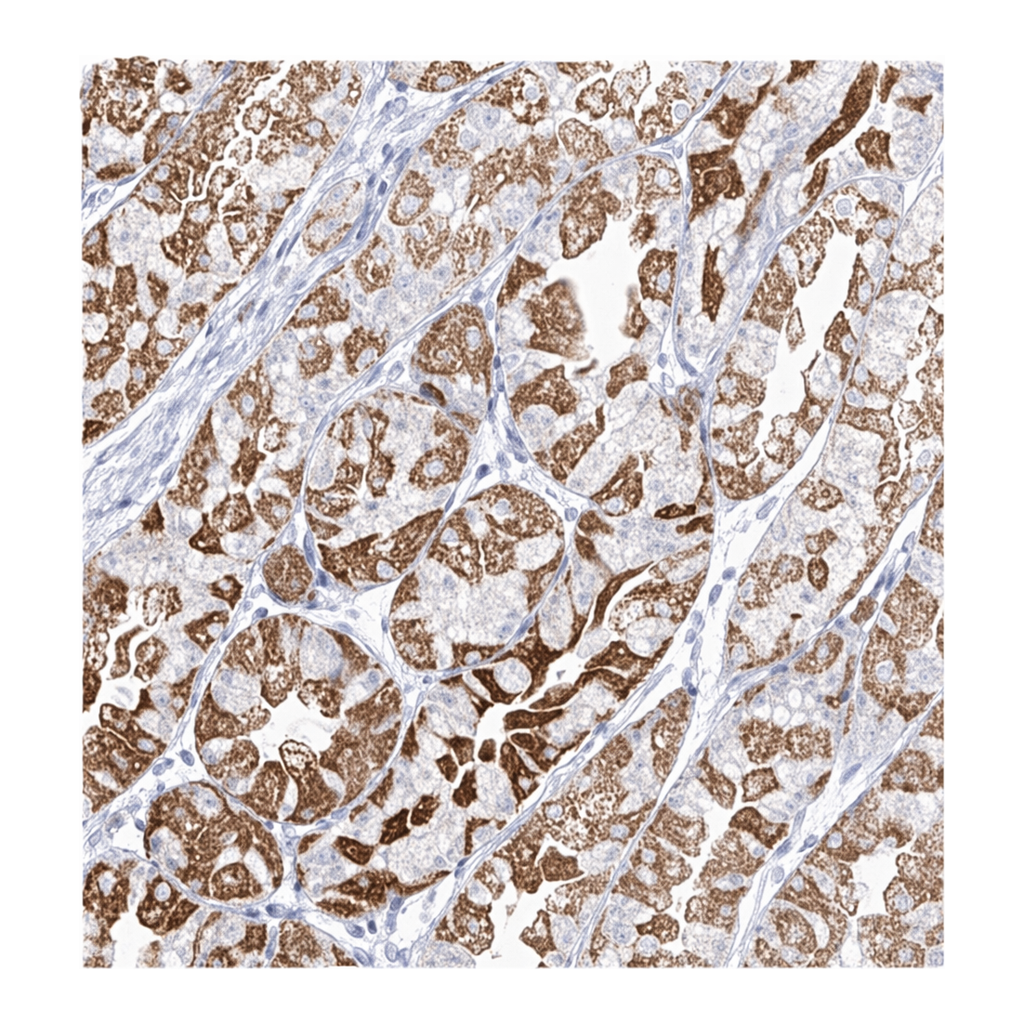 Merck Anti-RCHY1 antibody produced in rabbit