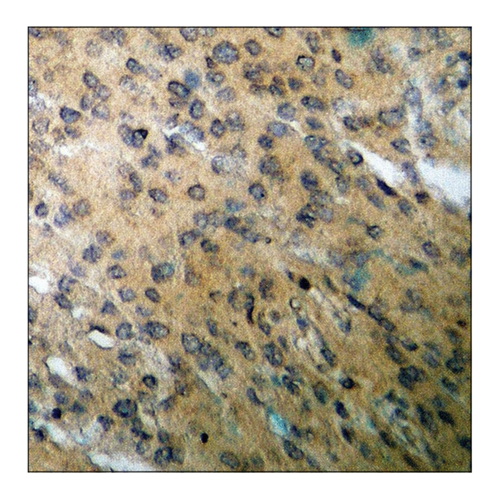 Merck Anti-phospho-BID (pSer78) antibody produced in rabbit