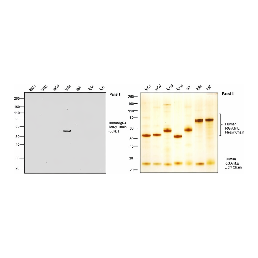 Thermo Fisher Scientific Mouse anti-Human IgG4 Fc Secondary Antibody